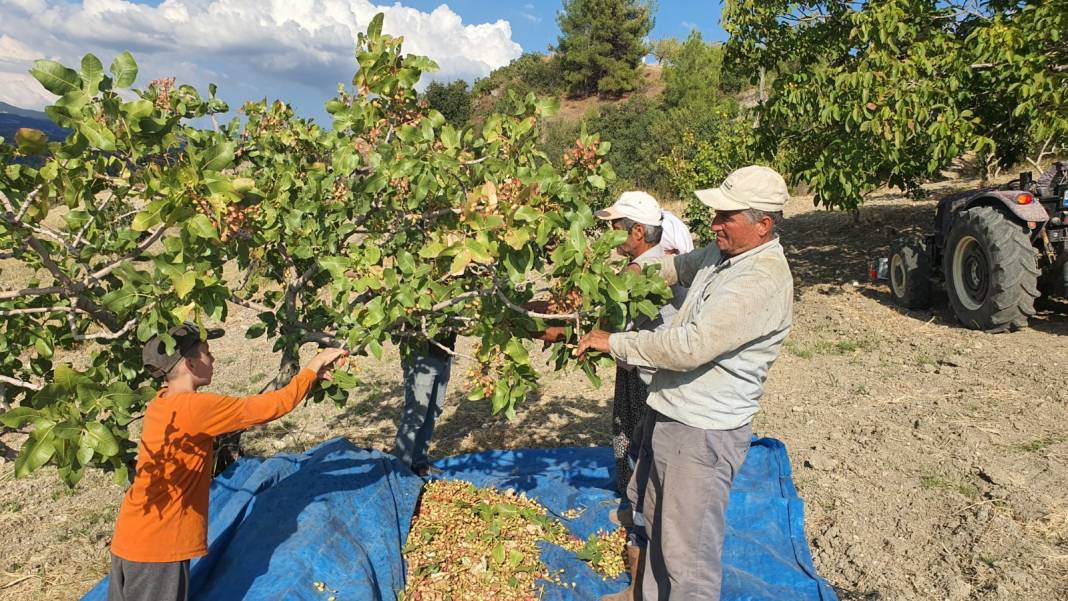 1000 km öteden Gaziantep'e fıstık satıyorlar: Bu yıl 270 ton hasat edildi 4